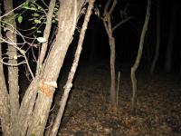 Chicago Ghost Hunters Group investigates Robinson Woods (144).JPG